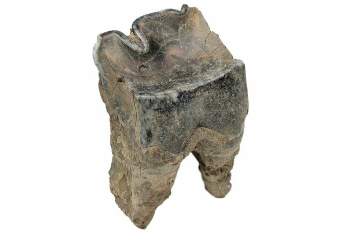 Fossil Woolly Rhino (Coelodonta) Tooth - Siberia #225606